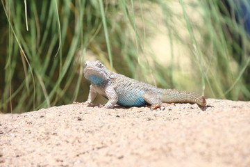 lizard