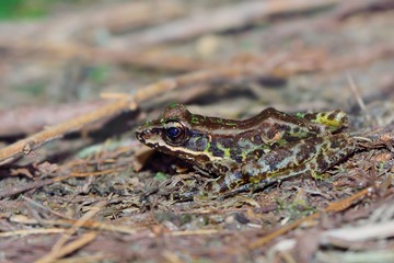 red frogs(Rana guentheri) in the Taiwan