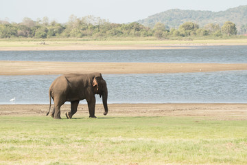 Elephants in the wild