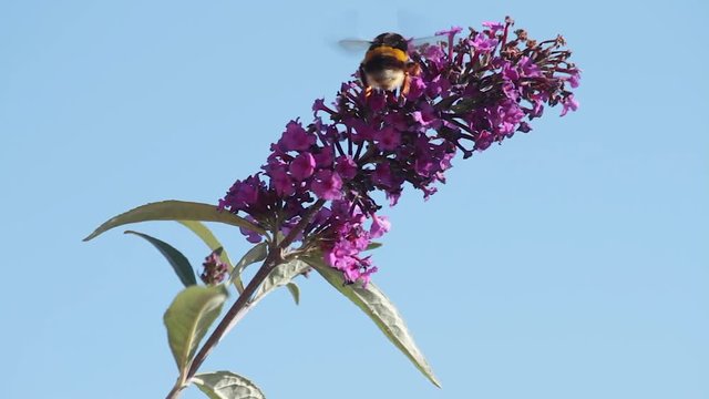 Abejorro volando y chupando  nectar de  una flor del arbusto  Buddleja davidii de color  purpura rosa 