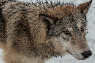 Tundra Wolf-9637.jpg