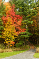 Fall colors along a tree line