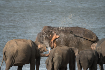 Elephants in the wild