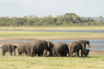 Elephants in the wild