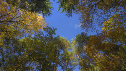 Autumn trees under a blue sky