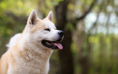 Japanese dog Aktia Inu - Forest background