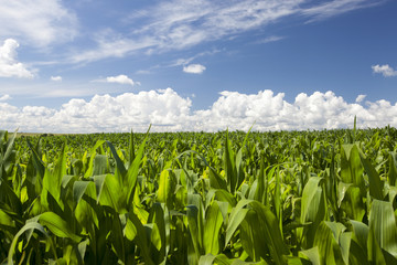 Green corn field