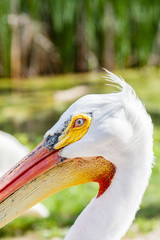 Close up left side profile of American White Pelican head