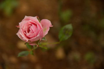 Rosa no jardim