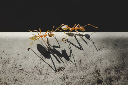 Ants