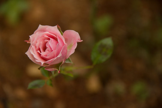 Rosa no jardim