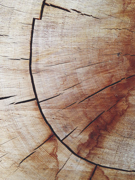 Cross section of old growth Ponderosa pine tree