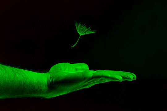 the seed of the dandelion falls on the hand in a bright, acid green color.