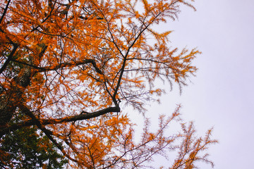 Brooklyn Botanic Garden