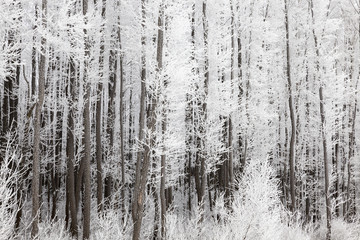 forest in winter.