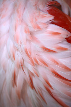 Detailed Close Up Of Pink Flamingo Feathers