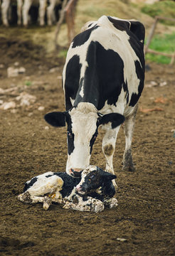 Cow birth