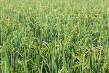 Rice with bokeh water drops on the rice in the morning