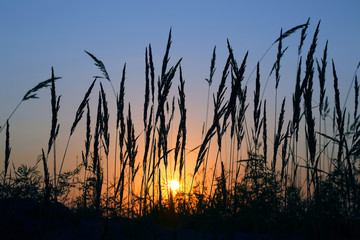 silhouette of grass in a field at sunset