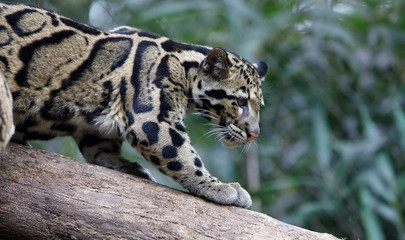 clouded leopard standing on tree