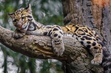 clouded leopard sleeping