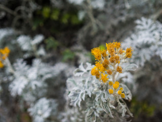 beautiful yellow Flowers at the graden