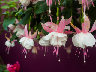 fuchsia flowers