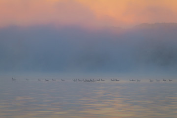 Obraz na płótnie Canvas Ducks float along a calm lake as the morning fog lifts in early autumn at Silver Lake, Castile, NY