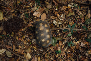 Top view of a jabuti (Brazilian tortoise) in a tropical forest in Brazil