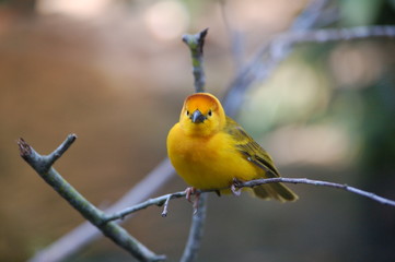 yellow bird