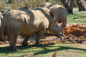 rhino