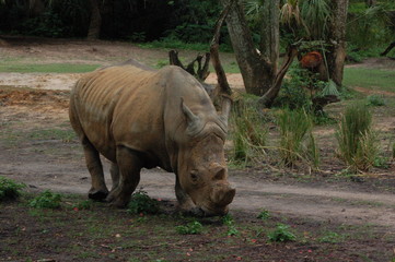 Fototapeta premium rhino