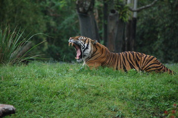 tiger