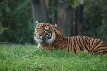 tiger