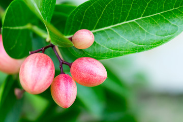 Super fruit on tree. (Carissa carandas Linn.) Bengal Currants. Carandas plum. Karanda