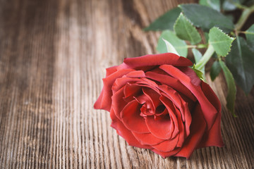 Single red rose on wooden background