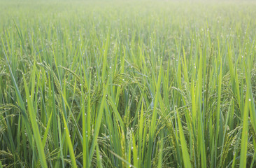 Rice with bokeh water drops on the rice in the morning