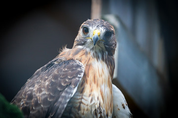 Golden Eagle