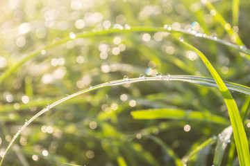 Dew on the grass with bokeh water drops on the grass in the morning