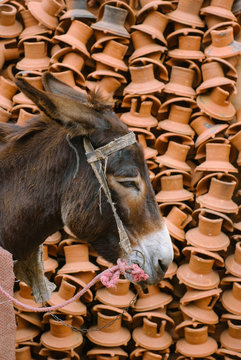 Donkey standing in an alley, Morocco.