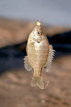 Fresh catch of small fish in Colorado river