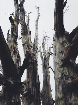 Dead Sierra Juniper tree