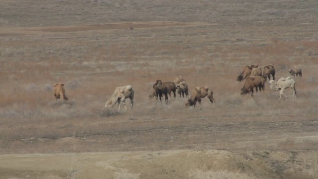 Camels go on the desert area