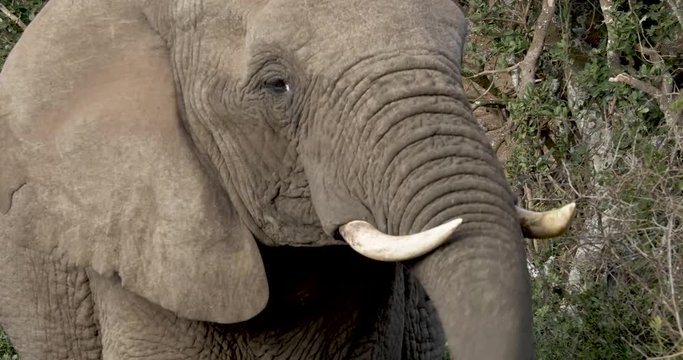Close up on a elephant