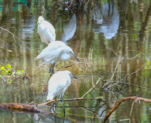 Stork relaxing in the nature reserve. These birds are grouped and should be preserved in the natural world