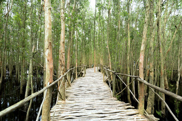 Small road bending through the Melaleuca forests in the ecotourism. It is considered to be the green lung of the Mekong Delta