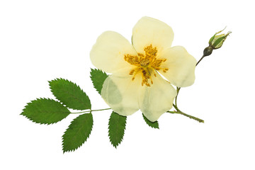 Pressed and dried flower on a stalk wild rose. Isolated
