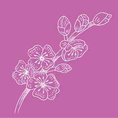 Beautiful hand drawn illustration of Sakura flower on violet background