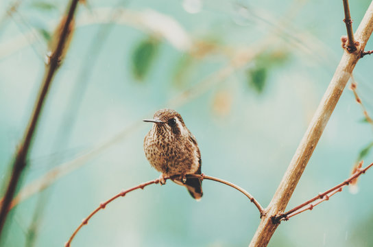 Hummingbird sitting on a branch