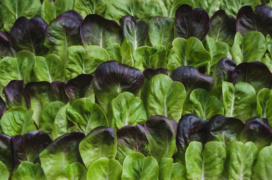 Red and green lettuce pattern